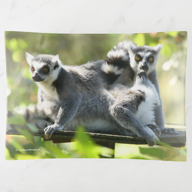 Funny Surprised Lemurs of Madagascar Trinket Tray