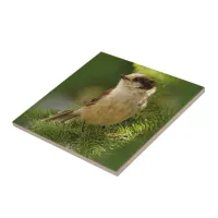 Cute Grey Jay / Whiskeyjack Songbird on Fir Tree Ceramic Tile