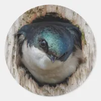 Tree Swallow Songbird in a Nestbox Classic Round Sticker