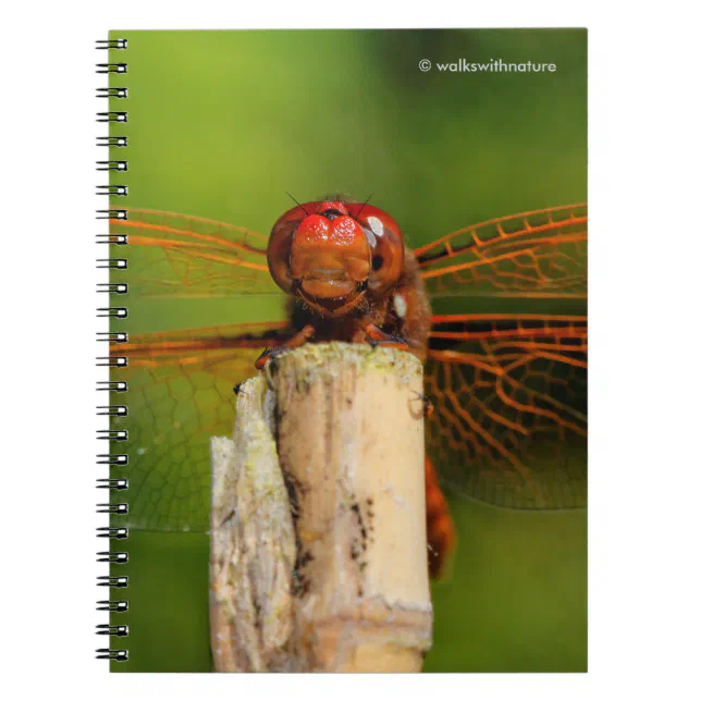 A Smiling Red Dragonfly Notebook