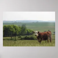 Midwest Photography | Beautiful Cow and Scenery Poster