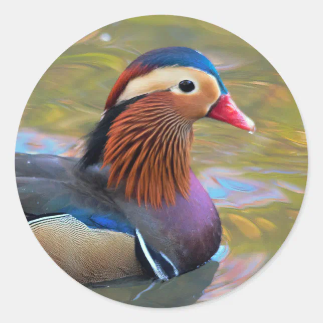 Beautiful Mandarin Duck in the Pond Classic Round Sticker