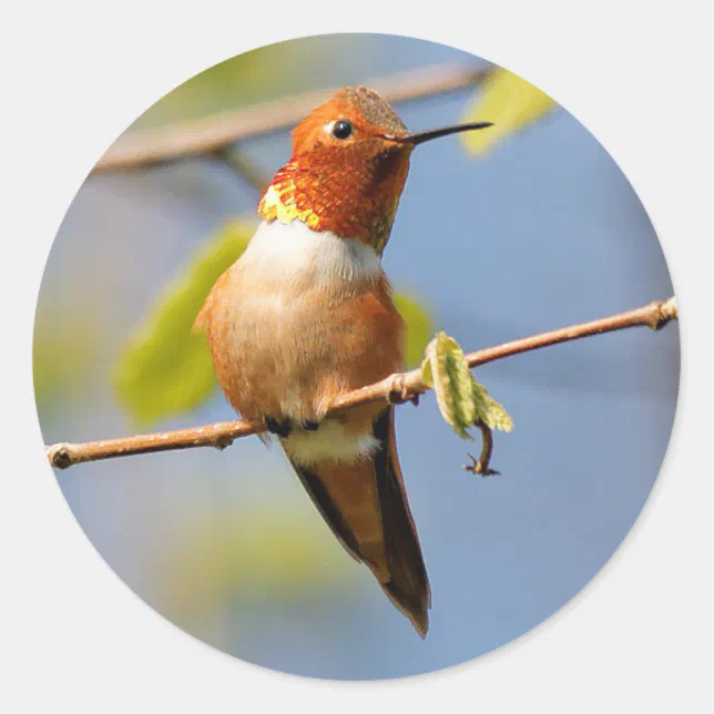 Sitting Pretty: Male Rufous Hummingbird Classic Round Sticker