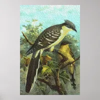 Great Spotted Cuckoo Birds Poster