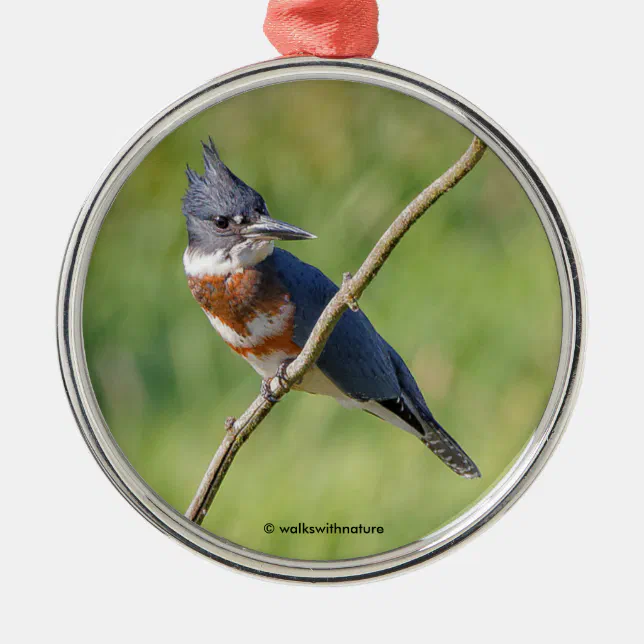 Female Belted Kingfisher Out on a Limb Metal Ornament