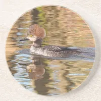 Female Merganser Duck Swims by in Calm Water Coaster