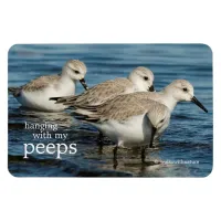 Funny Cute 4 Sanderlings Sandpipers at the Beach Magnet