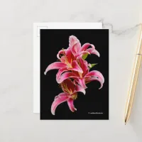 Elegant Pink Oriental Lilies Postcard