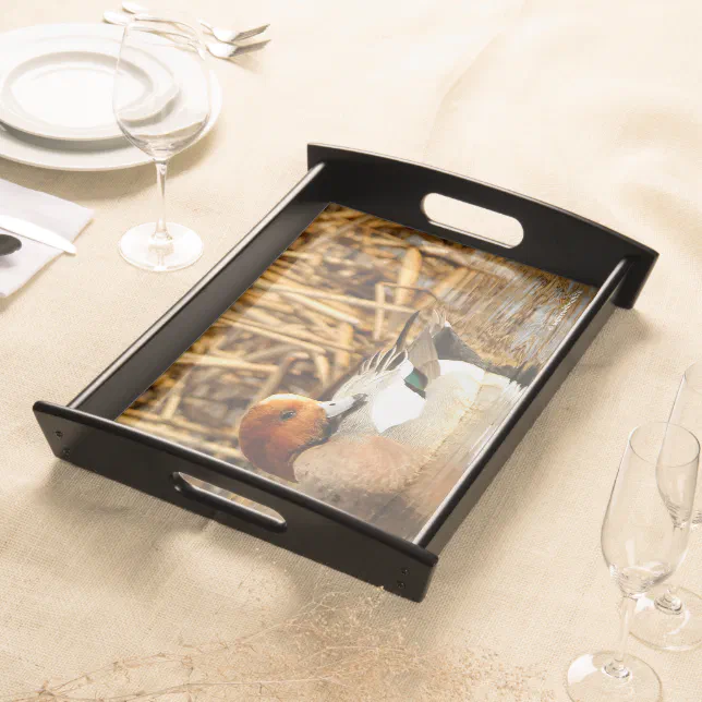 Handsome Stranger in Town Eurasian Wigeon Duck Serving Tray