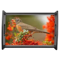 American Robin with a Pyracantha Pomme Serving Tray