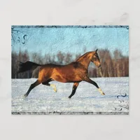 Winter Akhal-teke Postcard