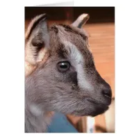 Adorable Brown Goat Kid