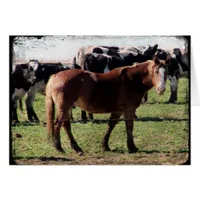 Belgian Horse and Dairy Cattle