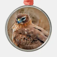Beautiful Northern Harrier Hawk in Marsh Metal Ornament