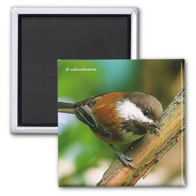 So Cute, So Curious: A Chestnut-Backed Chickadee Magnet