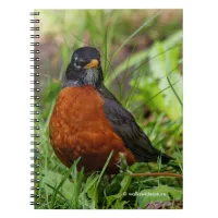 Curious American Robin Songbird in the Grass Notebook
