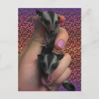 Baby Sugar Gliders Postcard