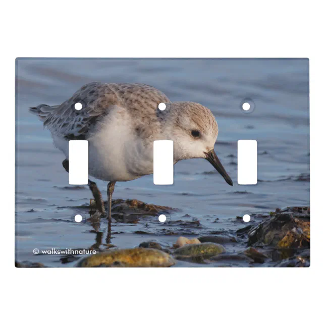 Cute Sanderling Sandpiper Strolls Wintry Beach Light Switch Cover