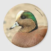 An American Wigeon on the Beach Magnet