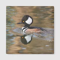 Male Hooded Merganser Swimming on Creek Magnet