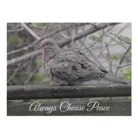 Always Choose Peace | Dove Photo Poster