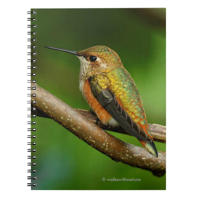 Stunning Rufous Hummingbird on Twining Vines Notebook