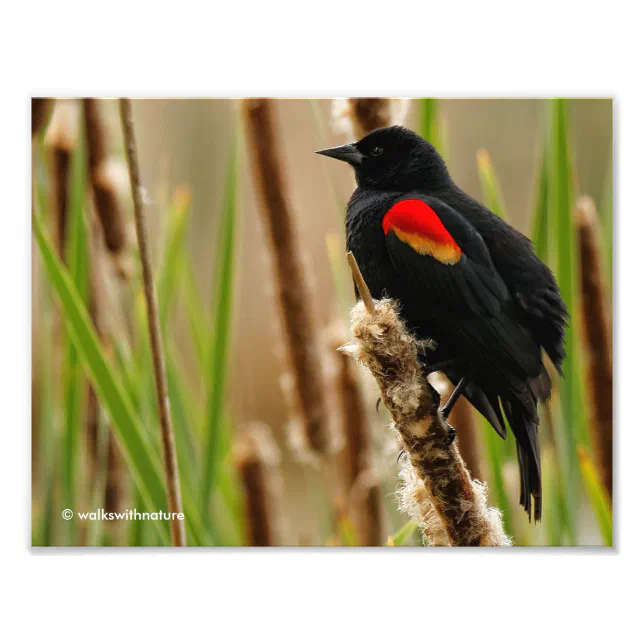 Red-Winged Blackbird in the Marsh Photo Print