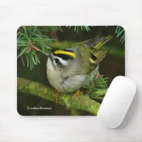 Cute Kinglet Songbird Causes Stir in the Fir Mouse Pad