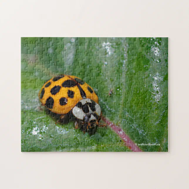 18-Spotted Yellow and Black Ladybug Jigsaw Puzzle