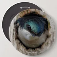 Tree Swallow Songbird in Nestbox Button