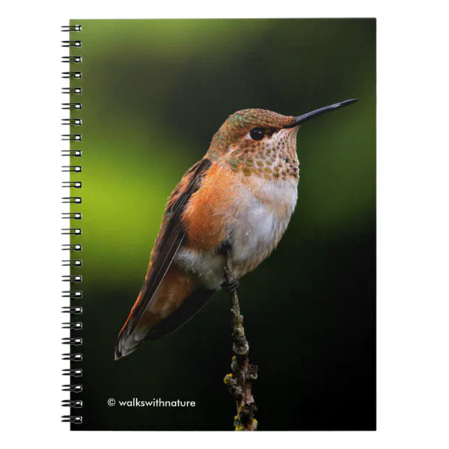 Adorable Rufous Hummingbird on Branch Notebook