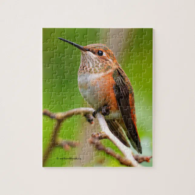 Female Rufous Hummingbird on the Plum Tree Jigsaw Puzzle