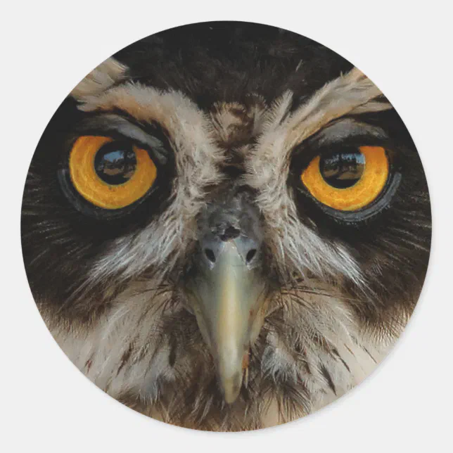 Mesmerizing Golden Eyes of a Spectacled Owl Classic Round Sticker
