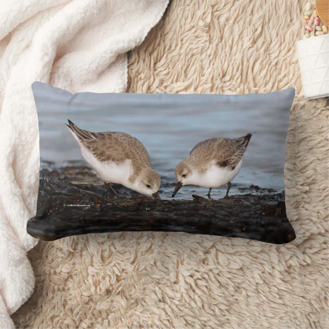 Cute Pair of Sanderlings Sandpipers Shares Lumbar Pillow