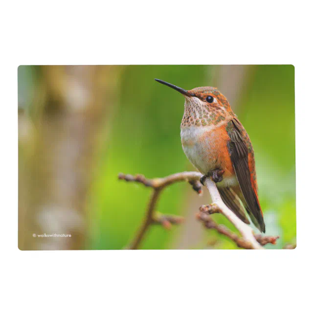 Female Rufous Hummingbird on the Plum Tree Placemat