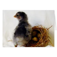 Chick With Nest