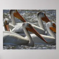 American White Pelican Nature Photography Poster