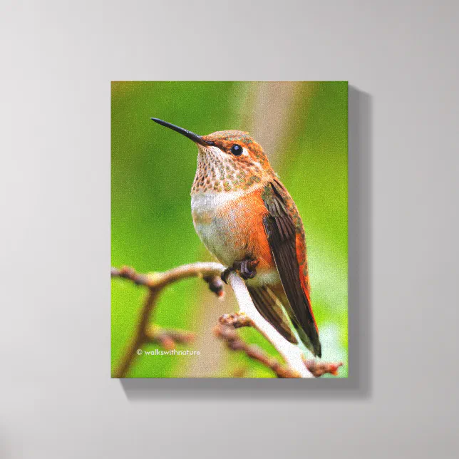 Female Rufous Hummingbird on the Plum Tree Canvas Print