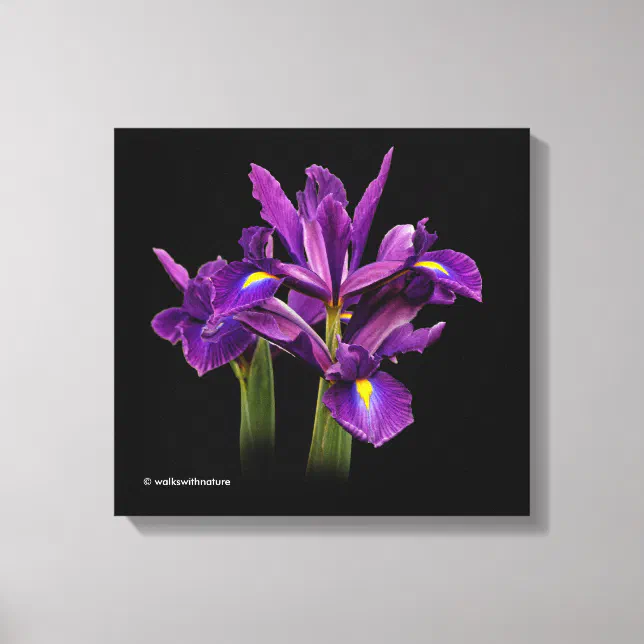 Dutch Iris Purple Sensation Canvas Print