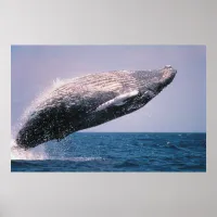 Humpback Whale Breaching Poster