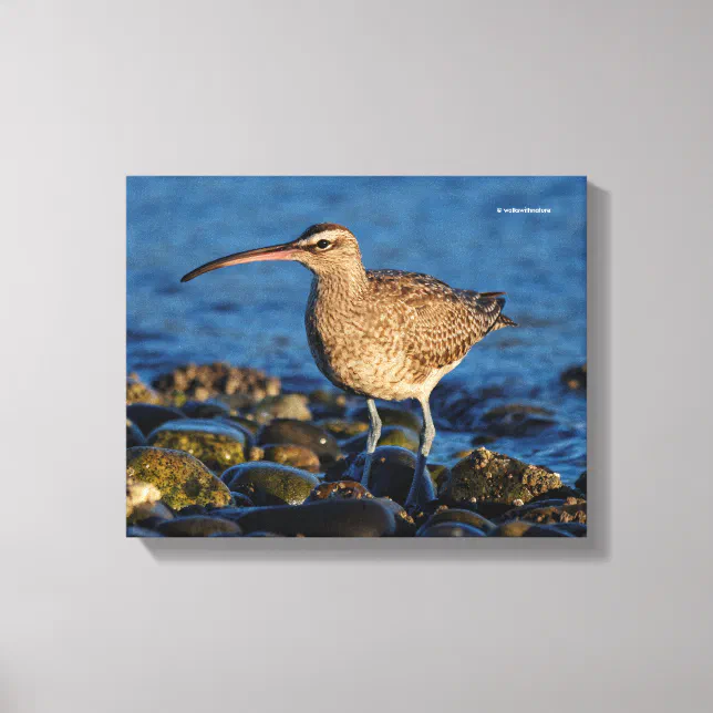Whimbrel Shorebird at the Beach Canvas Print