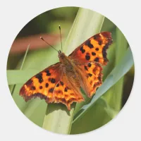 Beautiful Orange Satyr Comma Butterfly Classic Round Sticker