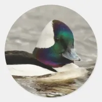 A Charming Bufflehead Duck Swims By Classic Round Sticker