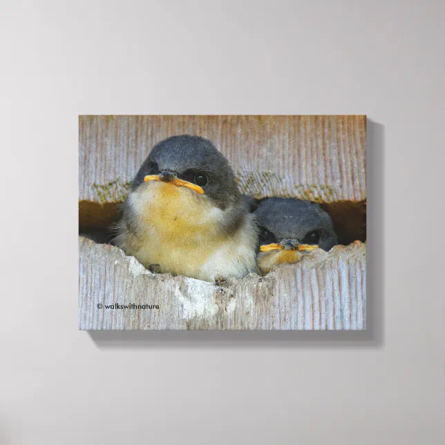 Tree Swallows Looking Out at the Big Wide World Canvas Print