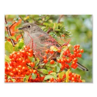 Townsend's Solitaire and the Pyracantha Photo Print