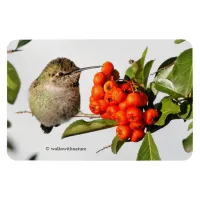 Adorable Anna's Hummingbird on Berry Bush Magnet