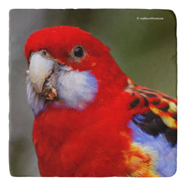A Cheeky and Colorful Eastern Rosella Parrot Trivet