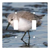 Cute Sanderling Sandpiper Wanders Winter Shores Light Switch Cover