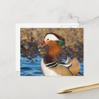 Beautiful Chatty Mandarin Duck at the Pond Postcard