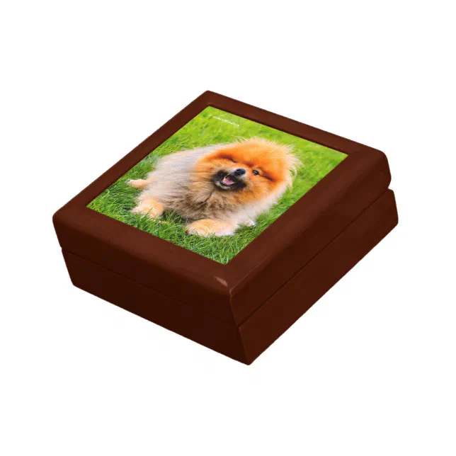 Winking Chuckling Funny Dog Keepsake Box